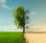 Fight Climate Change?